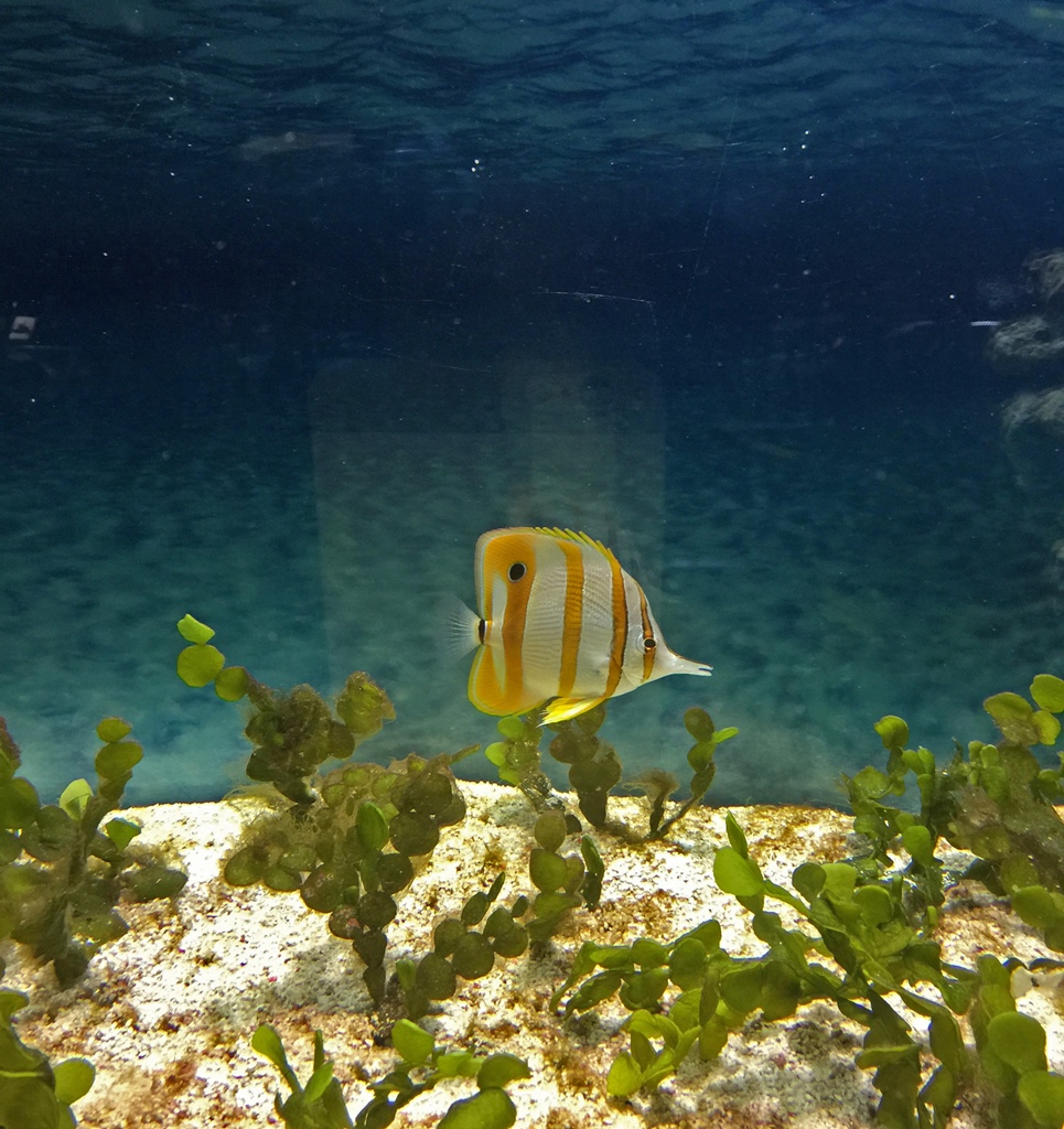 Fish, Palm House Aquarium